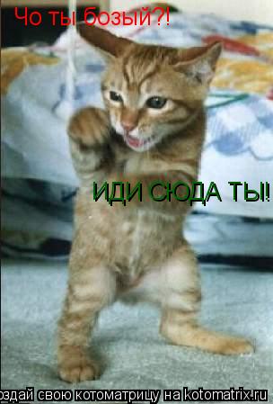Котоматрица: Чо ты бозый?! ИДИ СЮДА ТЫ!