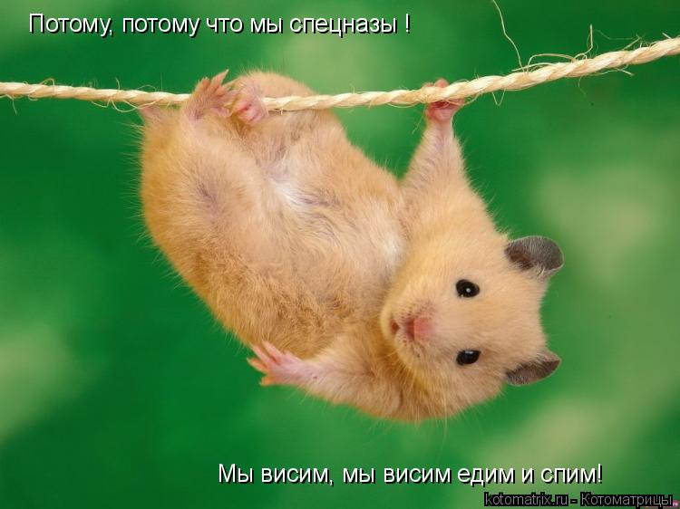 Котоматрица: Потому, потому что мы спецназы ! Мы висим, мы висим едим и спим!