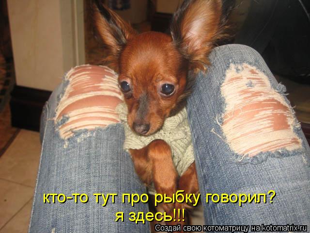 Котоматрица: кто-то тут про рыбку говорил? я здесь!!!