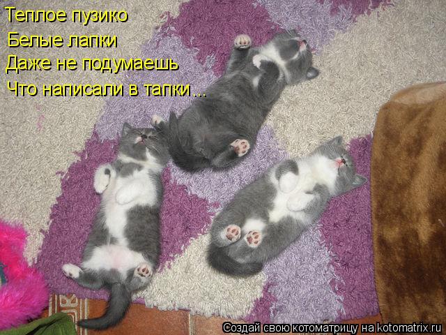 Котоматрица: Теплое пузико Белые лапки Даже не подумаешь Что написали в тапки ...