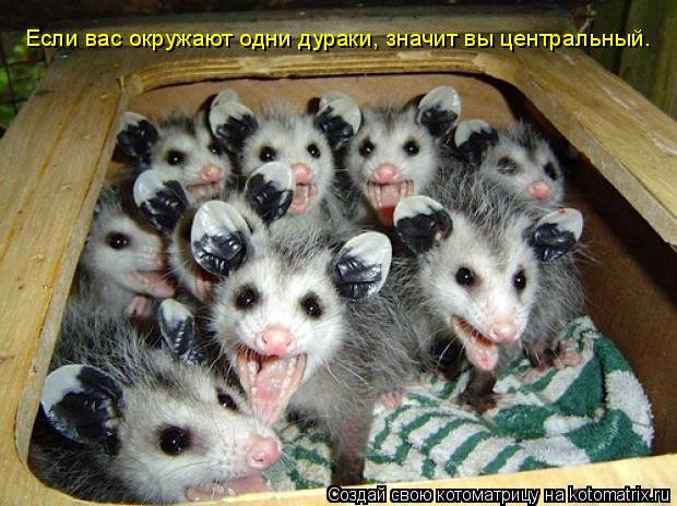 Котоматрица: Если вас окружают одни дураки, значит вы центральный.
