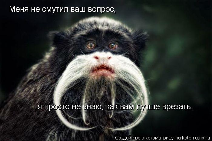 Котоматрица: Меня не смутил ваш вопрос, Меня не смутил ваш вопрос,  я просто не знаю, как вам лучше врезать.