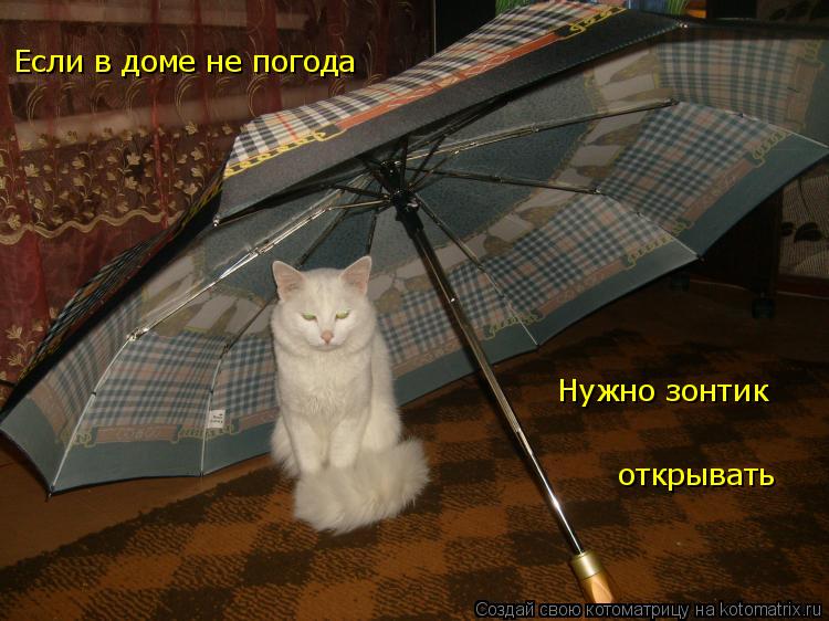 Котоматрица: Если в доме не погода Нужно зонтик открывать