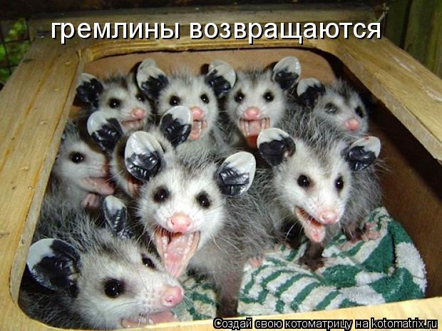 Котоматрица: гремлины возвращаются