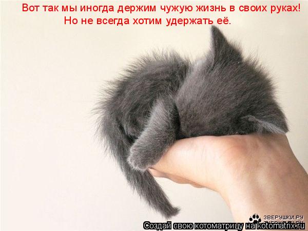 Котоматрица: Вот так мы иногда держим чужую жизнь в своих руках! Но не всегда хотим удержать её.
