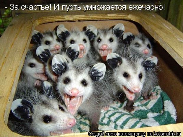 Котоматрица: - За счастье! И пусть умножается ежечасно!