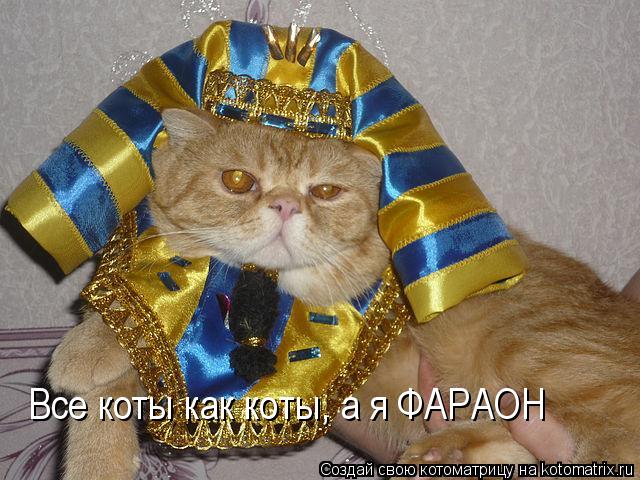 Котоматрица: Все коты как коты, а я ФАРАОН