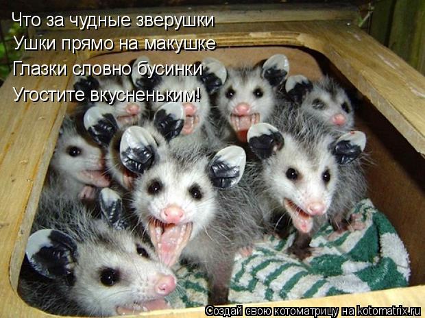 Котоматрица: Что за чудные зверушки Ушки прямо на макушке Глазки словно бусинки Угостите вкусненьким!