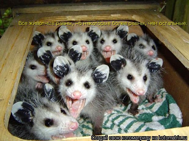 Котоматрица: Все животные равны, но некоторые более равны, чем остальные.