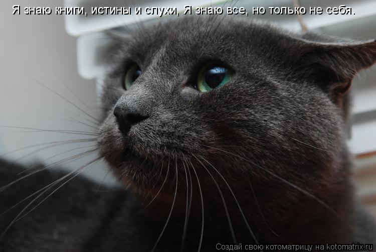 Котоматрица: Я знаю книги, истины и слухи, Я знаю все, но только не себя.