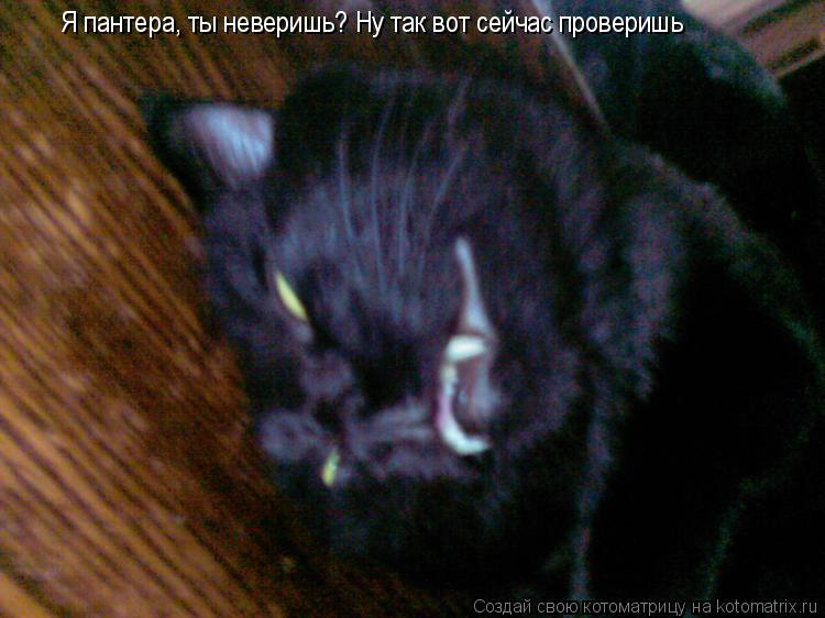 Котоматрица: Я пантера, ты неверишь? Ну так вот сейчас проверишь