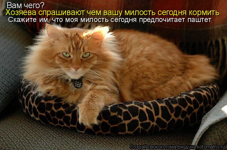 Котоматрица: Вам чего?  Хозяева спрашивают чем вашу милость сегодня кормить Скажите им, что моя милость сегодня предпочитает паштет
