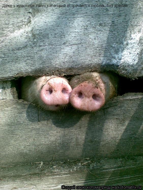 Даже у животных таких категорий встречается любовь без зрения... Котоматрица: Даже у животных таких категорий встречается любовь без зрения