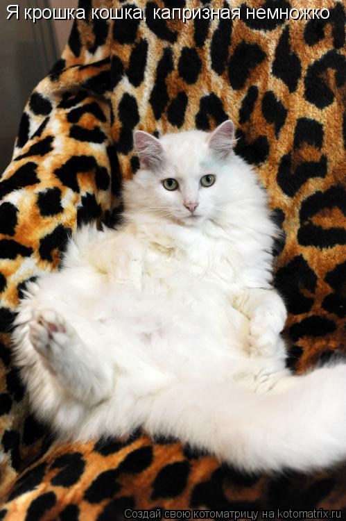 Я крошка кошка, капризная немножко... Котоматрица: Я крошка кошка, капризная немножко