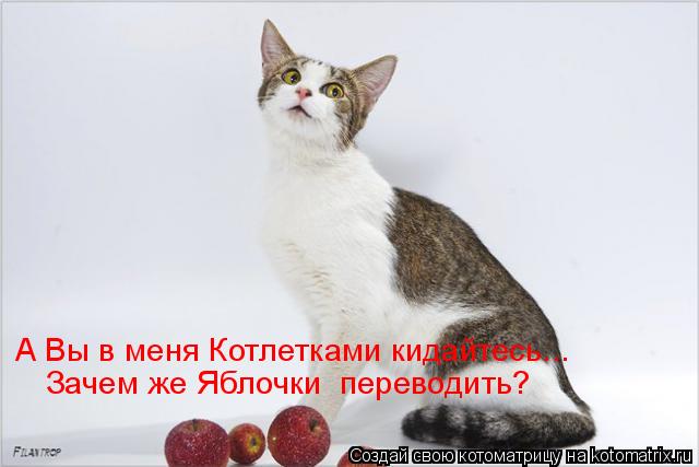 А Вы в меня Котлетками кидайтесь... Зачем же Яблочки переводить?... Котоматрица: А Вы в меня Котлетками кидайтесь... Зачем же Яблочки переводить?