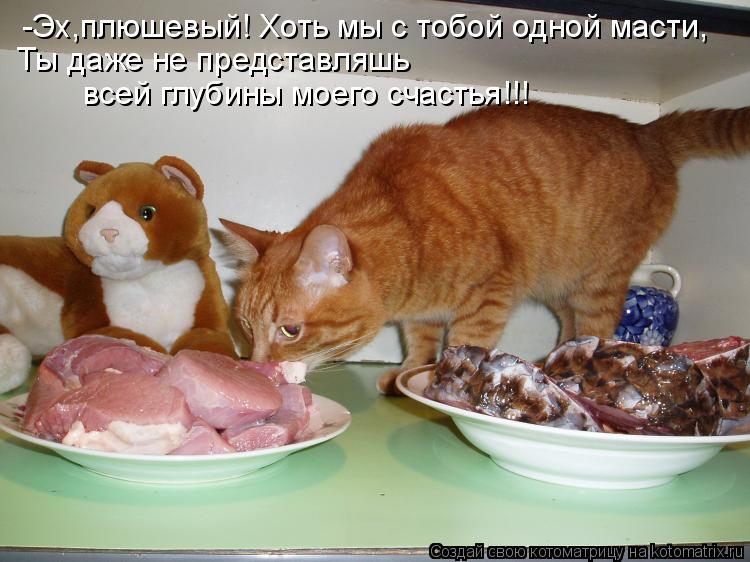 -Эх,плюшевый! Хоть мы с тобой одной масти, Ты даже не представляшь всей глубины моего счастья!!!... Котоматрица: -Эх,плюшевый! Хоть мы с тобой одной масти, Ты даже не представляшь всей глубины моего счастья!!!
