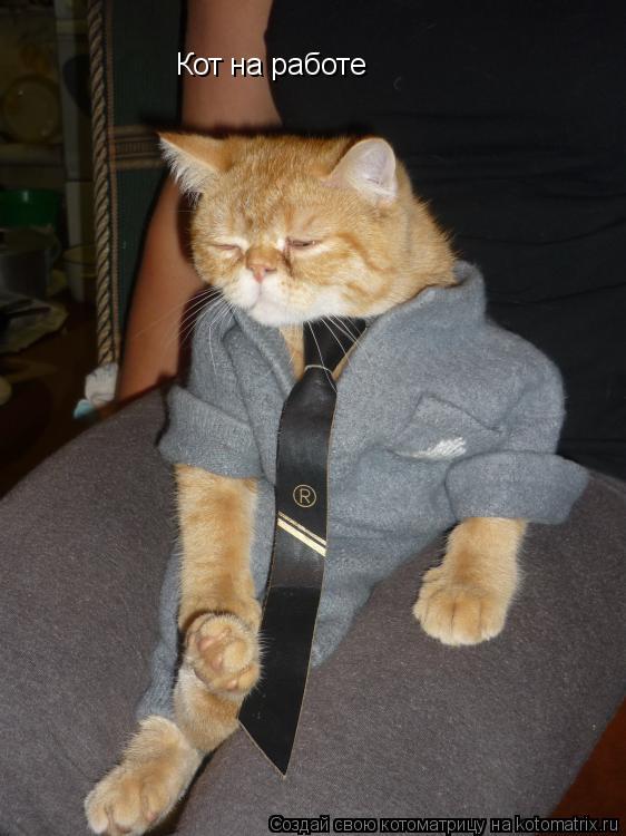 Кот на работе... Котоматрица: Кот на работе