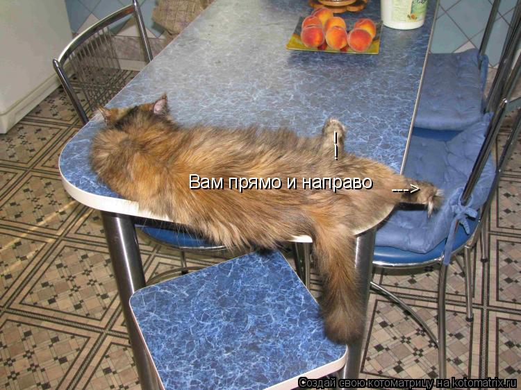 Вам прямо и направо ---> ! !... Котоматрица: Вам прямо и направо ---> ! !