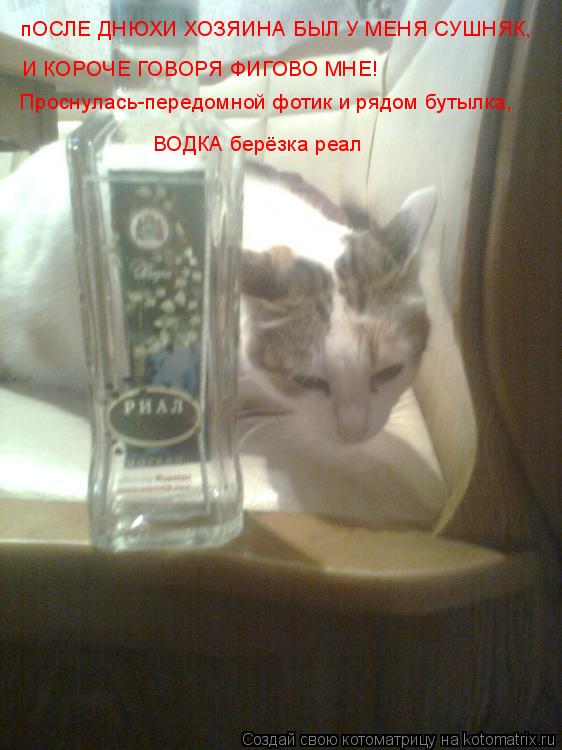 пОСЛЕ ДНЮХИ ХОЗЯИНА БЫЛ У МЕНЯ СУШНЯК, И КОРОЧЕ ГОВОРЯ ФИГОВО МНЕ! Проснулась-передомной фотик и рядо... Котоматрица: пОСЛЕ ДНЮХИ ХОЗЯИНА БЫЛ У МЕНЯ СУШНЯК, И КОРОЧЕ ГОВОРЯ ФИГОВО МНЕ! Проснулась-передомной фотик и рядом бутылка, ВОДКА берёзка реал