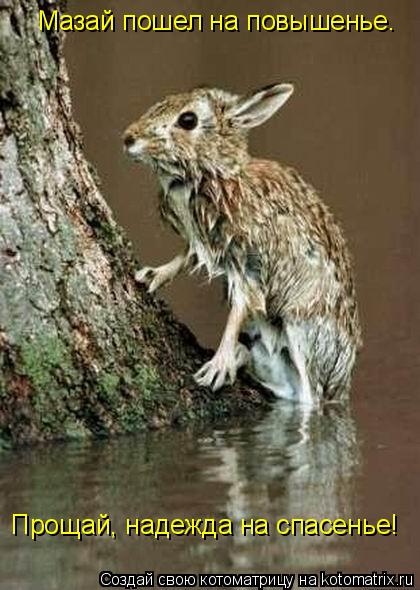 Мазай пошел на повышенье. Прощай, надежда на спасенье!... Котоматрица: Мазай пошел на повышенье. Прощай, надежда на спасенье!