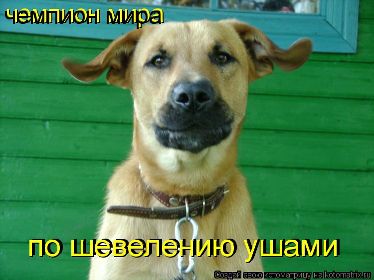 чемпион мира чемпион мира по шевелению ушами по шевелению ушами... Котоматрица: чемпион мира чемпион мира по шевелению ушами по шевелению ушами