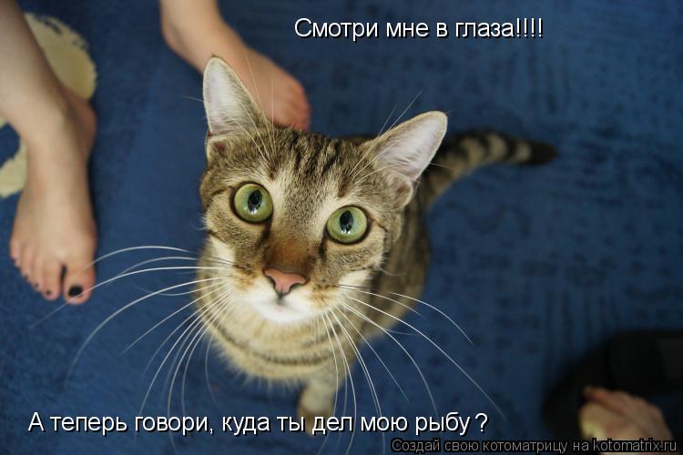 Смотри мне в глаза!!!! А теперь говори, куда ты дел мою рыбу ?... Котоматрица: Смотри мне в глаза!!!! А теперь говори, куда ты дел мою рыбу ?
