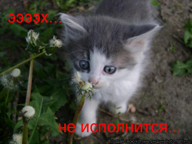 ээээх... не исполнится...... Котоматрица: ээээх... не исполнится...