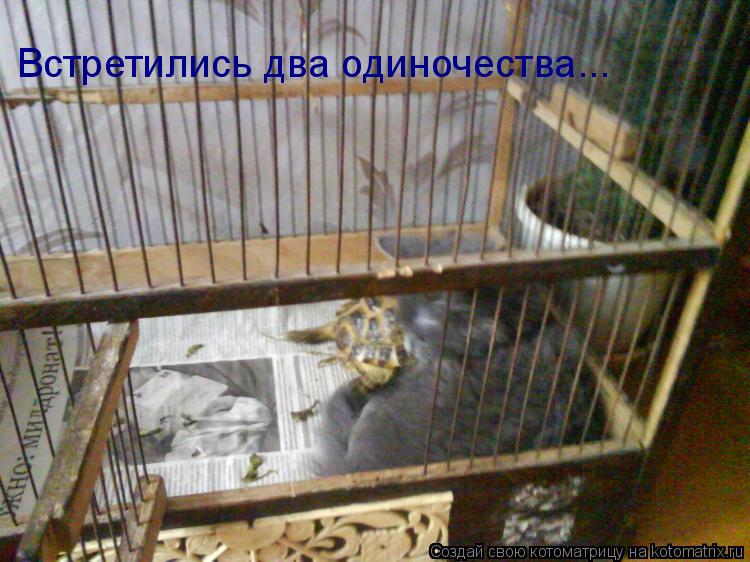 Котоматрица: Встретились два одиночества...