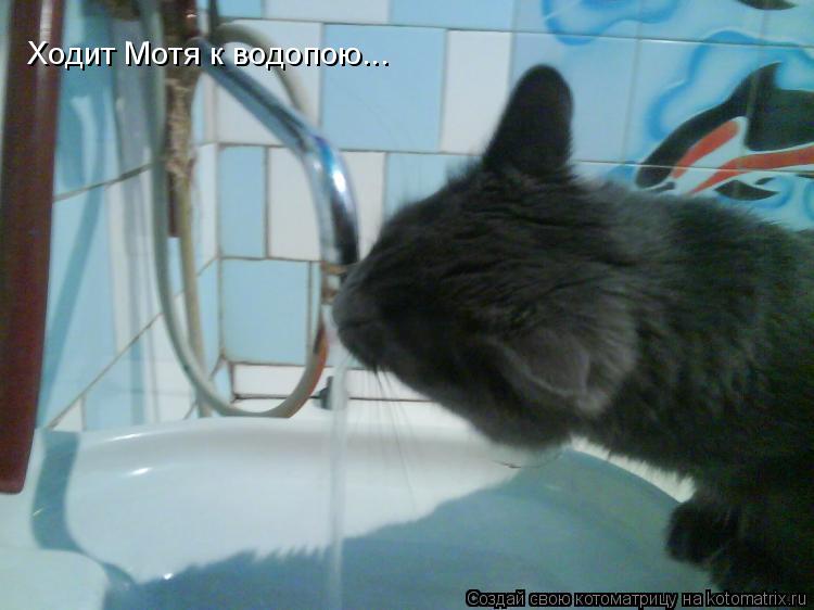 Ходит Мотя к водопою...... Котоматрица: Ходит Мотя к водопою...