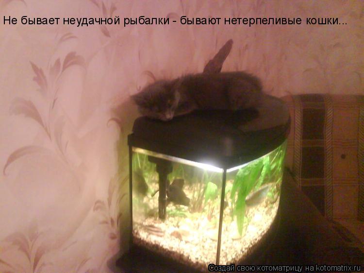 Не бывает неудачной рыбалки - бывают нетерпеливые кошки...... Котоматрица: Не бывает неудачной рыбалки - бывают нетерпеливые кошки...