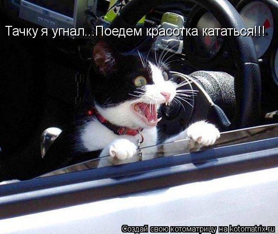 Котоматрица: Тачку я угнал...Поедем красотка кататься!!!