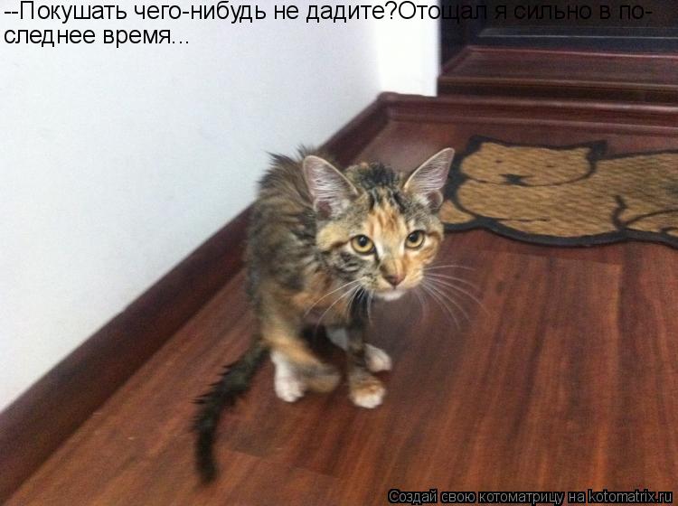 Котоматрица: --Покушать чего-нибудь не дадите?Отощал я сильно в по- следнее время...