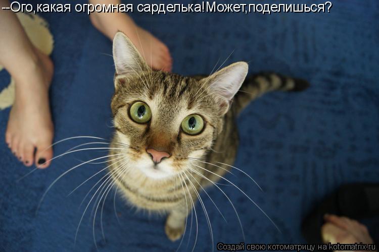 Котоматрица: --Ого,какая огромная сарделька!Может,поделишься?