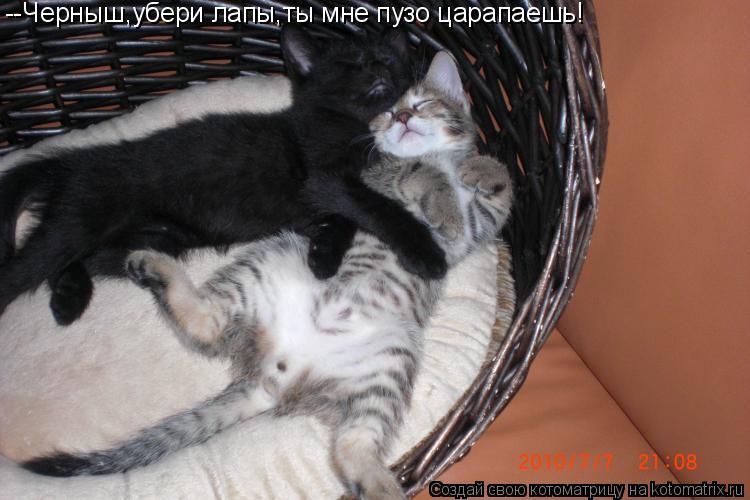 Котоматрица: --Черныш,убери лапы,ты мне пузо царапаешь!