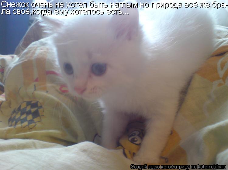 Котоматрица: Снежок очень не хотел быть наглым,но природа всё же бра- ла своё,когда ему хотелось есть...