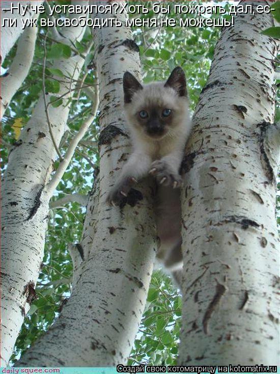 Котоматрица: --Ну чё уставился?Хоть бы пожрать дал,ес- ли уж высвободить меня не можешь!