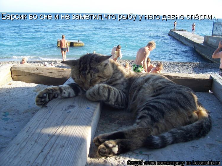 Котоматрица: Барсик во сне и не заметил,что рыбу у него давно спёрли...