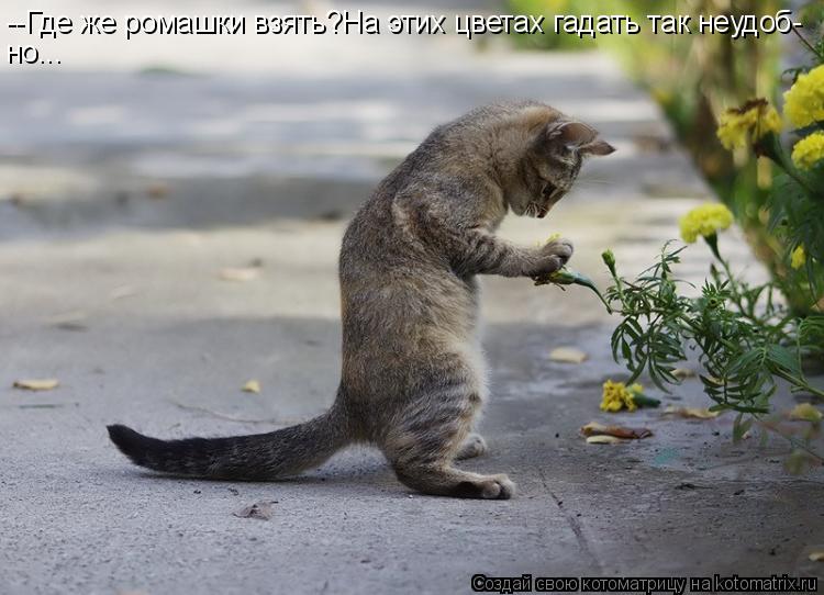 Котоматрица: --Где же ромашки взять?На этих цветах гадать так неудоб- но...