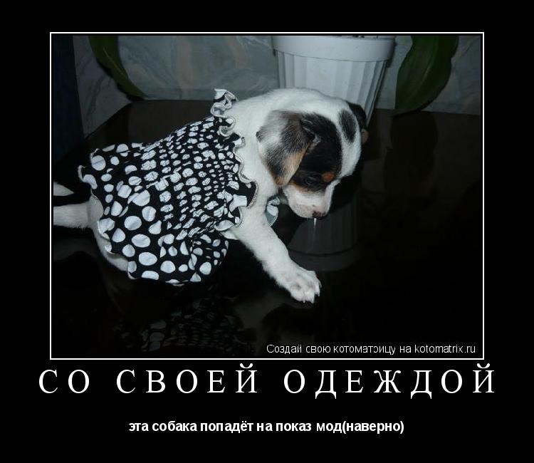 Котоматрица: Со своей одеждой эта собака попадёт на показ мод(наверно)