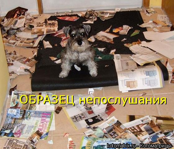 ОБРАЗЕЦ непослушания... Котоматрица: ОБРАЗЕЦ непослушания