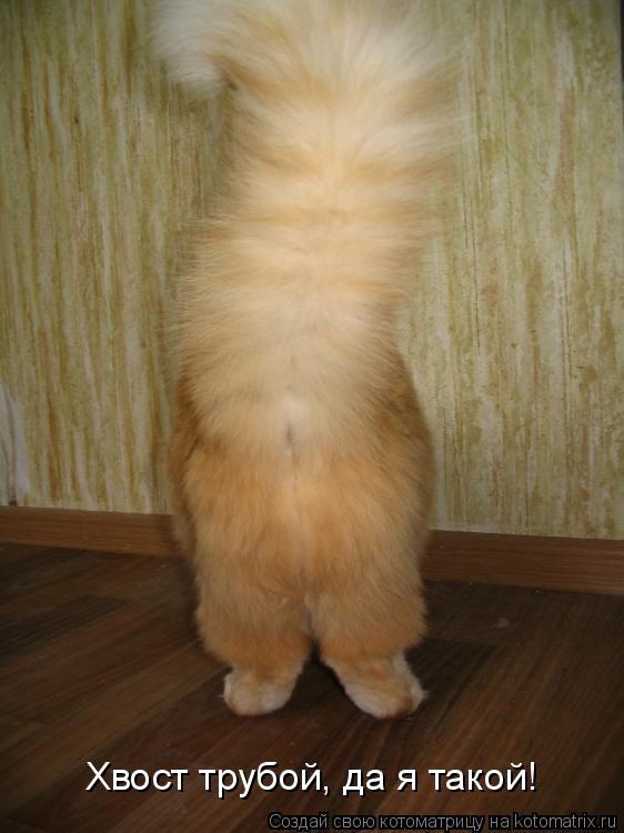 Хвост трубой, да я такой!... Котоматрица: Хвост трубой, да я такой!
