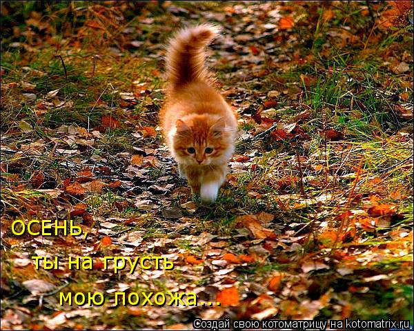 Котоматрица: ОСЕНЬ, ты на грусть мою похожа...