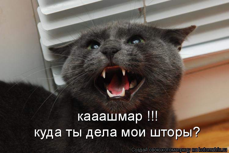 Котоматрица: кааашмар !!! куда ты дела мои шторы?