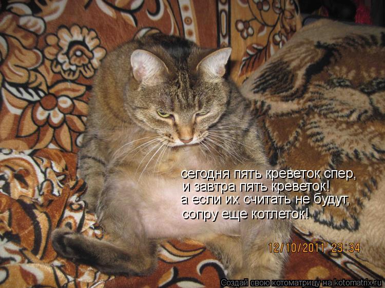 Котоматрица: сегодня пять креветок спер, и завтра пять креветок! сопру еще котлеток! а если их считать не будут,