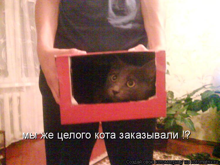 Котоматрица: мы же целого кота заказывали !?