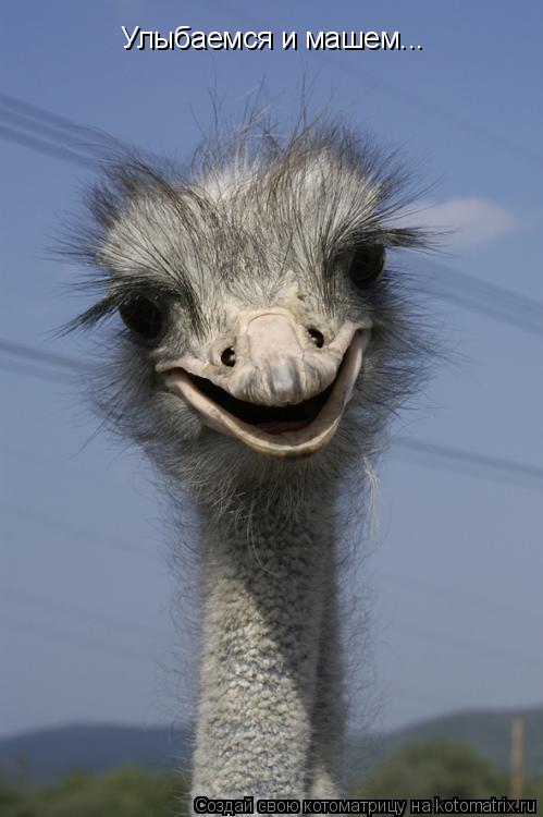 Котоматрица: Улыбаемся и машем...