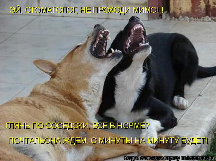 Котоматрица: ГЛЯНЬ ПО СОСЕДСКИ, ВСЕ В НОРМЕ? ЭЙ, СТОМАТОЛОГ, НЕ ПРОХОДИ МИМО!!! ПОЧТАЛЬОНА ЖДЕМ, С МИНУТЫ НА МИНУТУ БУДЕТ!