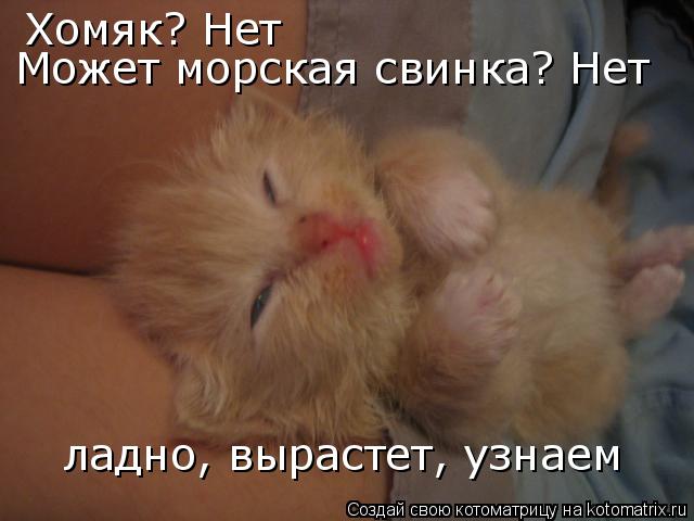Котоматрица: Хомяк? Нет Может морская свинка? Нет ладно, вырастет, узнаем
