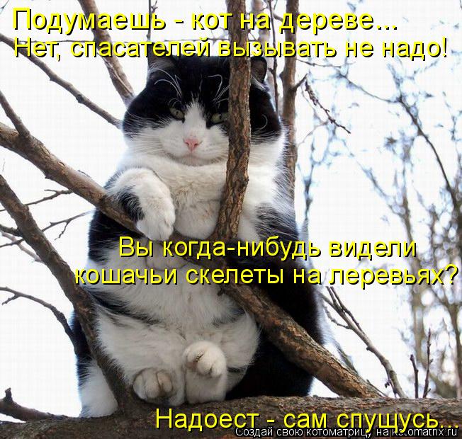 Подумаешь - кот на дереве... Нет, спасателей вызывать не надо! Надоест - сам спущусь... кошачьи скеле... Котоматрица: Подумаешь - кот на дереве... Нет, спасателей вызывать не надо! Надоест - сам спущусь... кошачьи скелеты на леревьях? Вы когда-нибудь видели