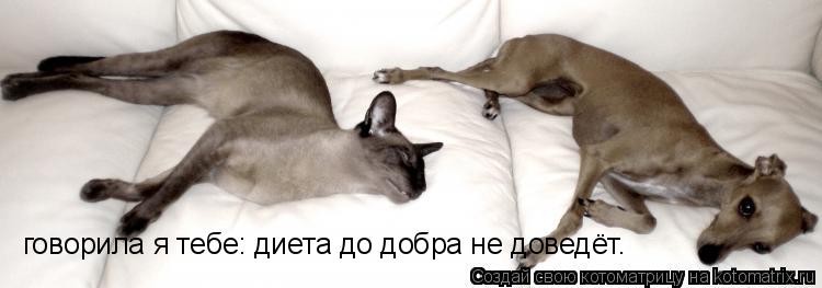 Котоматрица: говорила я тебе: диета до добра не доведёт.